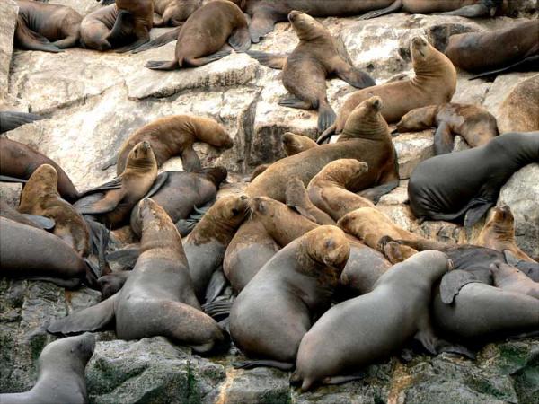 Sea Lion Harem