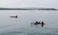 Bottlenose approaching divers after surfacing from a drift - Cardigan Island in background