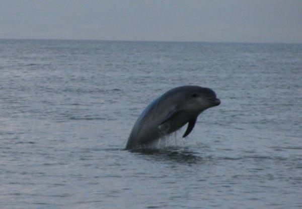 Bottlenose with larger than usual Melon off Newquay head December '10